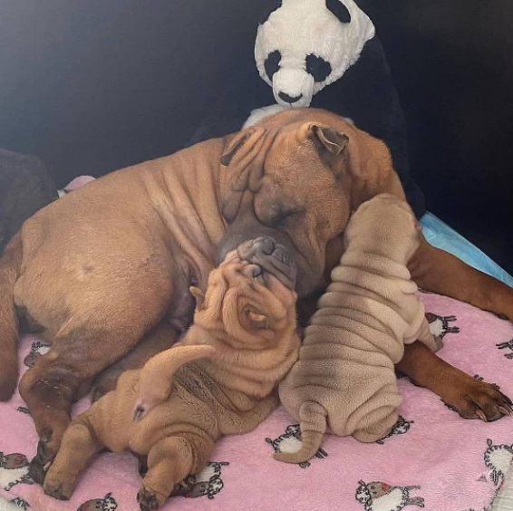 Charming Chinese Shar Pei puppies