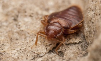 Pest Control Banksia Beach