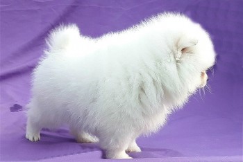 Pomeranian Puppies for Sale