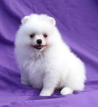 Pomeranian Puppies for Sale