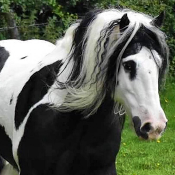 Gypsy Vanner Horses for Sale | Mare | Bl