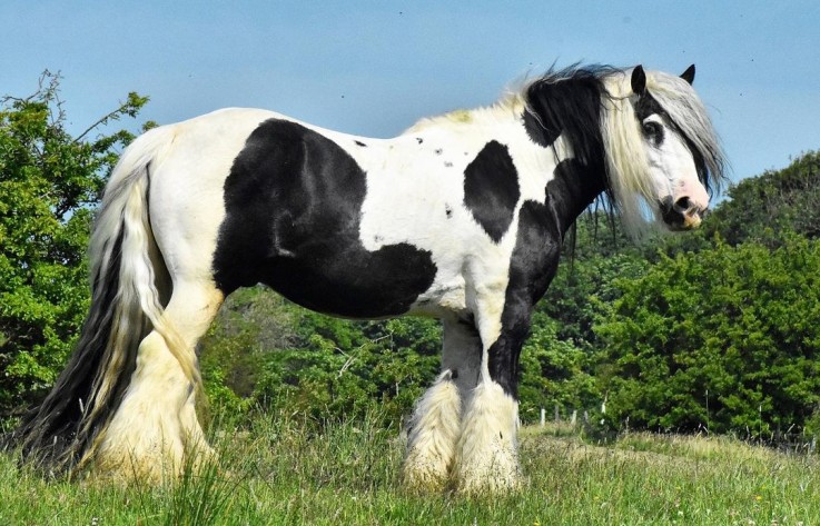 Gypsy Vanner Horses for Sale | Mare | Bl