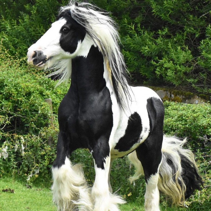 Gypsy Vanner Horses for Sale | Mare | Bl