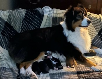 Australian Shepherd Puppies for Sale