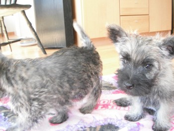 Cairn Terrier Puppies for Sale