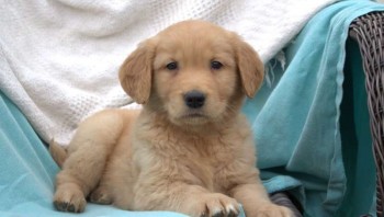 Golden Retriever Puppies for Sale