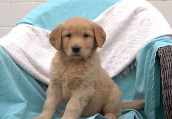 Golden Retriever Puppies for Sale