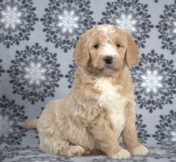 Goldendoodle Puppies for Sale