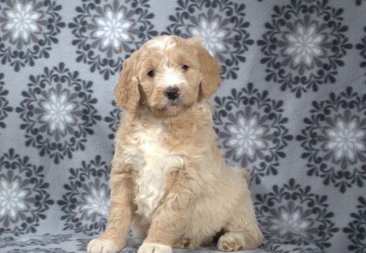 Goldendoodle Puppies for Sale