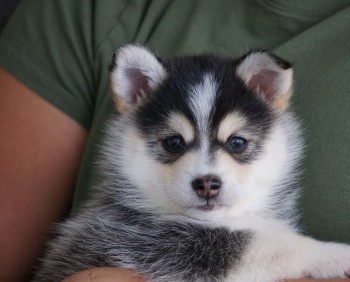 Pomsky Puppies for Sale