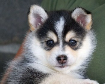 Pomsky Puppies for Sale