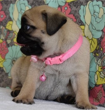 Pug Puppies for Sale