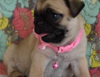 Pug Puppies for Sale