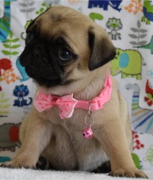 Pug Puppies for Sale