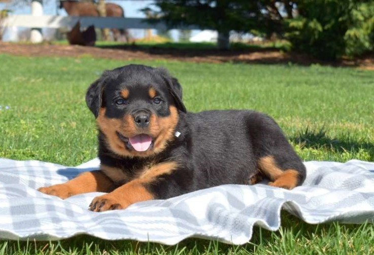 Rottweiler Puppies for Sale