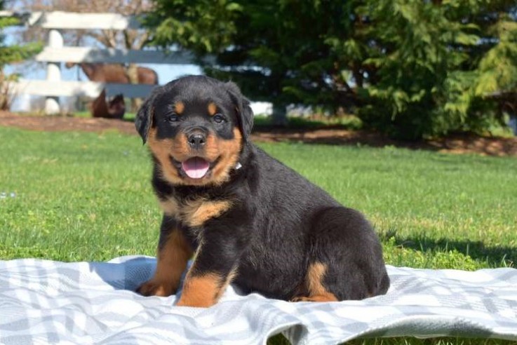 Rottweiler Puppies for Sale