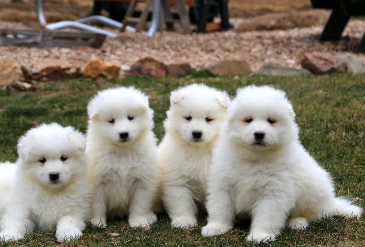 Samoyed Puppies for Sale