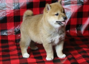 Shiba Inu Puppies for Sale