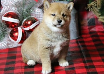 Shiba Inu Puppies for Sale