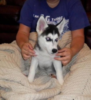 Siberian Husky Puppies for Sale