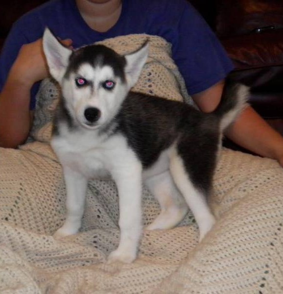 Siberian Husky Puppies for Sale