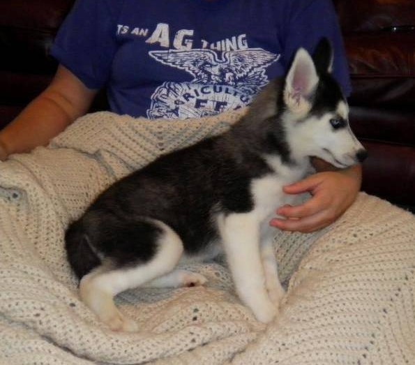 Siberian Husky Puppies for Sale