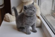 Russian Blue Kittens for sale