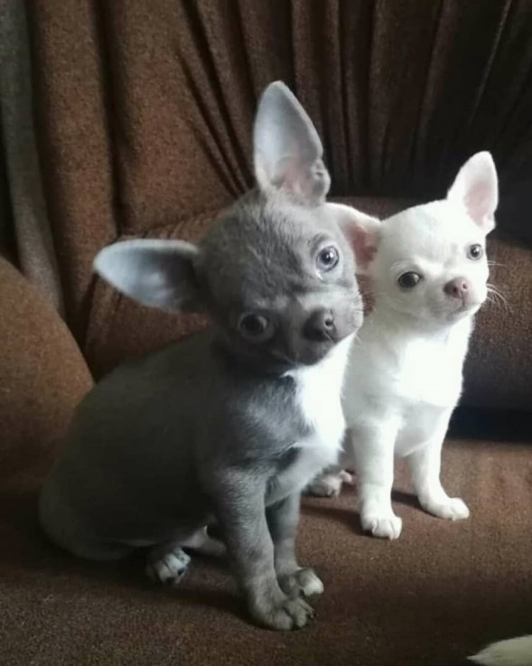 Chihuahua Puppy