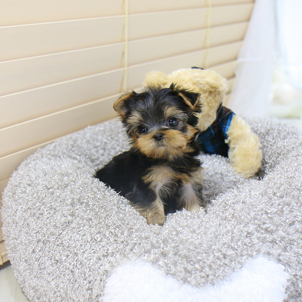 Yorkie Puppies Ready for a New Home