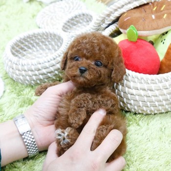 Poodle Puppies For Sale