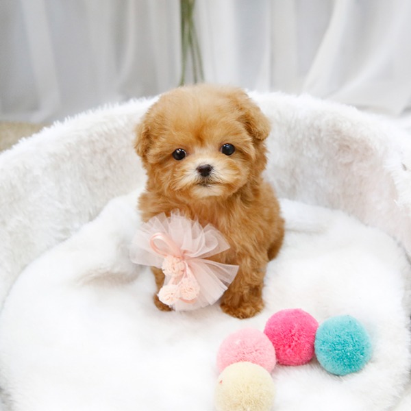 Poodle Puppies For Sale