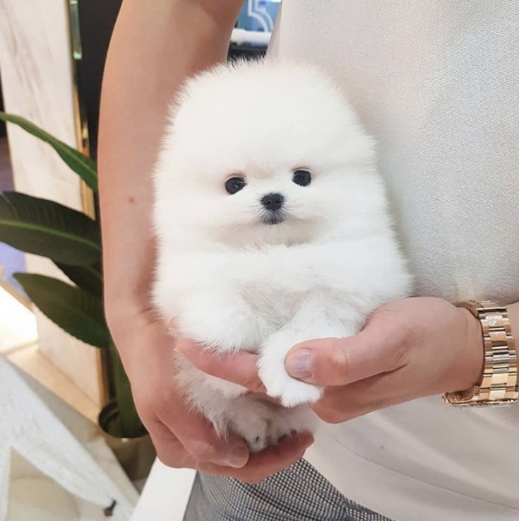 cute Teacup Pomeranian puppies for sale 