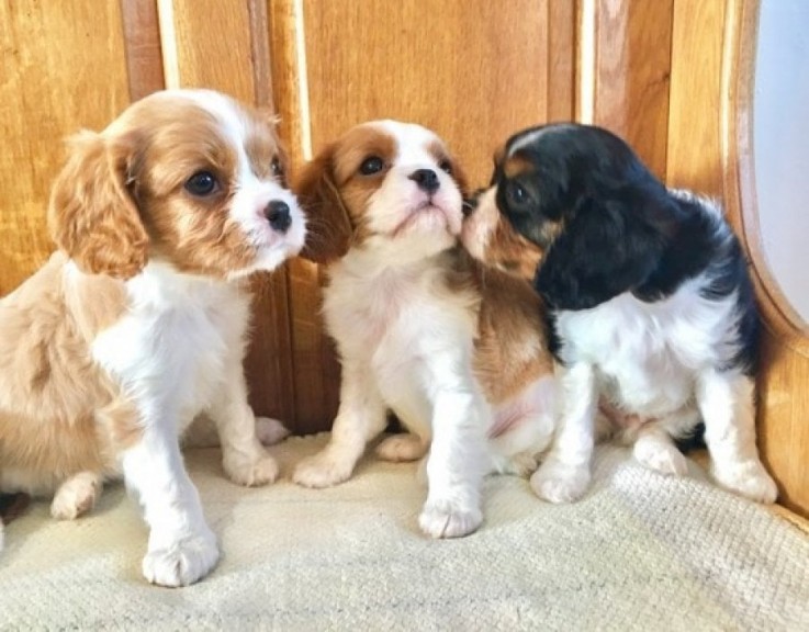  Cavalier King Charles Spaniel Puppies