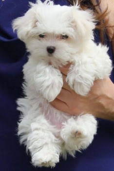 Two Teacup Maltese Puppies Needs a New F