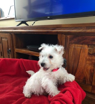 West Highland White Terrier Puppies