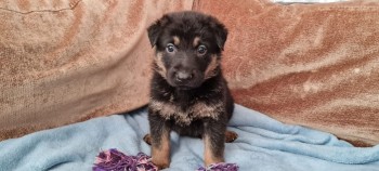 German Shepherd puppies for sale