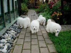 Purebred Samoyed Puppies for Sale