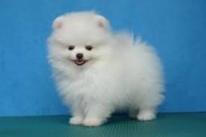 Beautiful Teacup Pomeranian Puppies