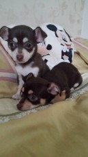 Chihuahua puppies 