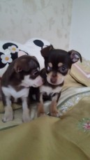 Chihuahua puppies 