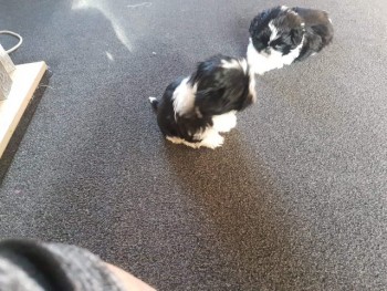 Shi Tzu Puppies.