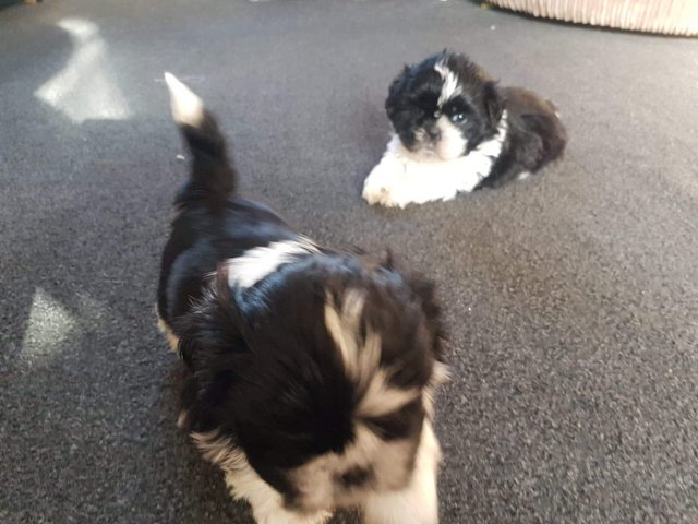 Shi Tzu Puppies.