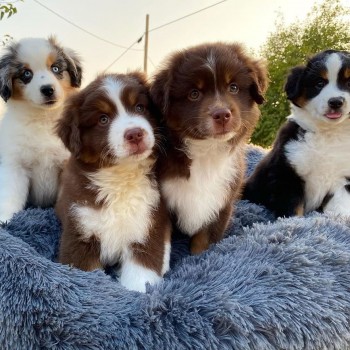 Beautiful Australian Shepherd Puppies 