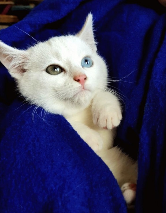 lovely British short hair kitten