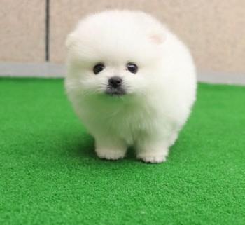 Adorable pomeranian puppies are read