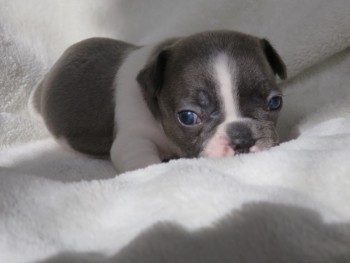 Adorable french bulldog puppies are read