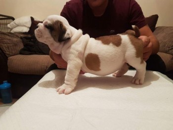 English Bulldog puppies