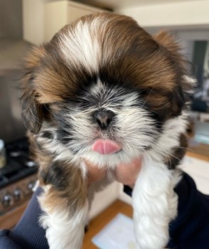 Shih Tzu Puppies 