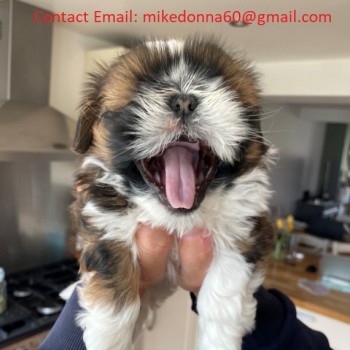 Shih Tzu Puppies 