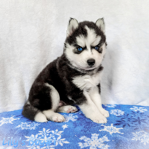 Lovely Siberian Husky Puppies